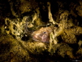   Tubenose Goby eating small  